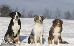 怎么训练澳大利亚牧羊犬随行 澳洲牧羊犬随行训练