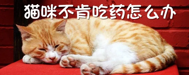 猫咪不肯吃药怎么办