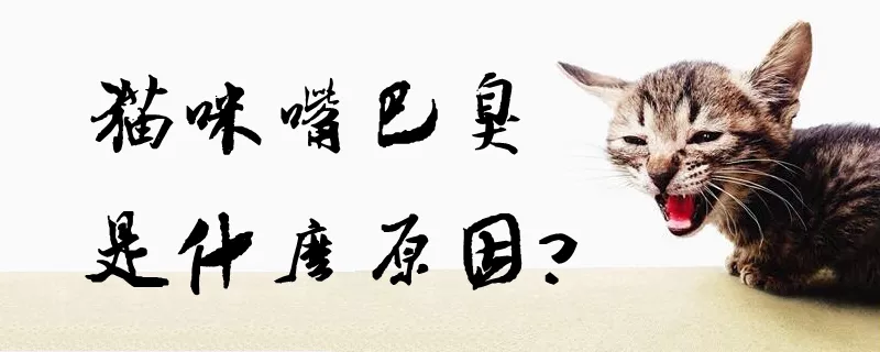 猫咪嘴巴臭是什么原因