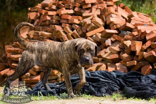 加纳利犬呕吐怎么办 西班牙加纳利犬呕吐处理方法1