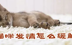 猫咪发情怎么缓解