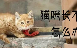 猫咪长不胖怎么办