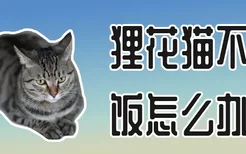 狸花猫不吃饭怎么办