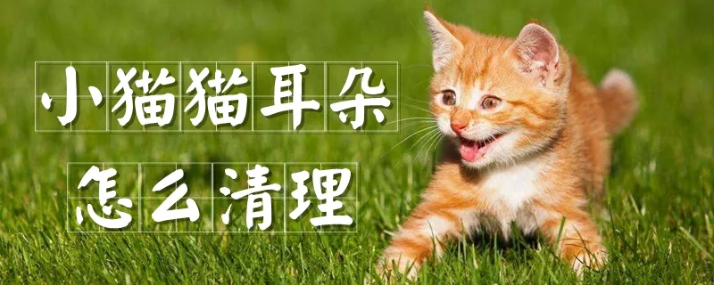 小猫猫耳朵怎么清理