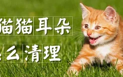 小猫猫耳朵怎么清理