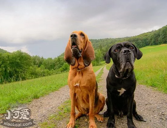 寻血猎犬牙齿怎么清洁 寻血猎犬口腔护理方法1