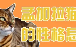 孟加拉猫的性格怎样