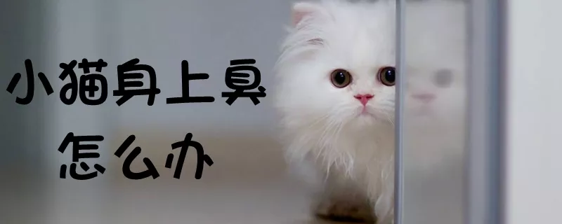 小猫身上臭怎么办