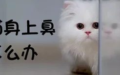 小猫身上臭怎么办