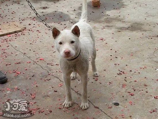 下司犬幼犬吃什么狗粮好 下司犬狗粮选择推荐1