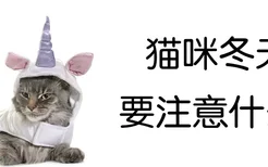 猫咪冬天要注意什么