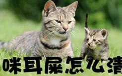 猫咪耳屎怎么清理