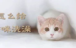 怎么给猫咪洗澡