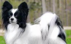 蝴蝶犬一只需要多少钱 每个级别的价格都是有很大不同的!