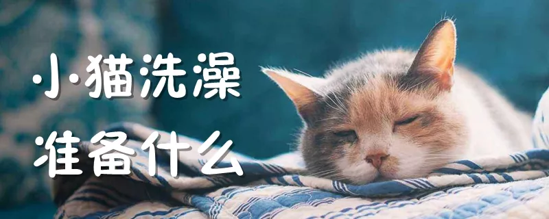 小猫洗澡准备什么