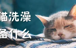 小猫洗澡准备什么