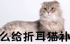 怎么给折耳猫补钙