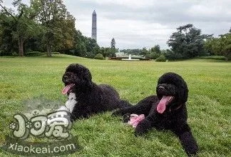 葡萄牙水犬性格怎么样 葡萄牙水犬性格介绍