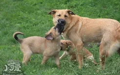 奇努克犬怎么修剪指甲 奇努克犬剪指甲方法