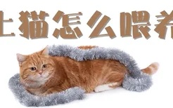 土猫怎么喂养