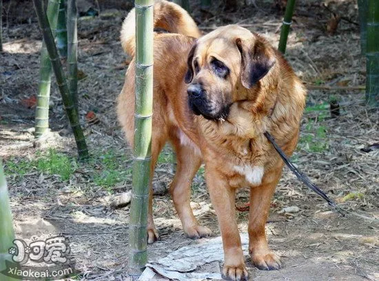 马士提夫犬怎么训练大小便 马士提夫獒犬上厕所训练教程1