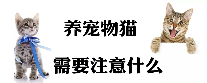 养宠物猫需要注意什么