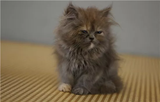 鸡胸肉给猫吃煮几分钟 不看你可不懂哦！鸡胸肉给猫吃煮几分钟