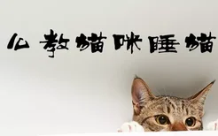 怎么教猫咪睡猫窝