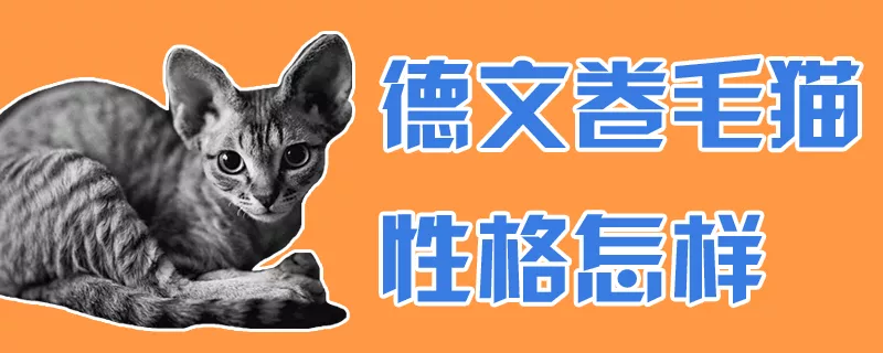 德文卷毛猫性格怎样