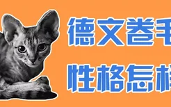 德文卷毛猫性格怎样