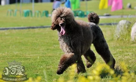 巨型贵宾犬挑食怎么办 巨型贵宾犬挑食处理方法1