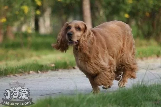 英国可卡犬乱咬东西怎么办 英国可卡犬禁止乱咬东西方法1