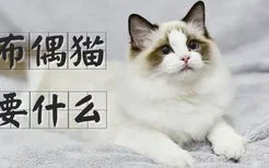 养布偶猫需要什么