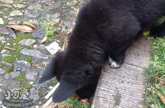 西帕基犬吃什么狗粮好 西帕基犬狗粮选择推荐1