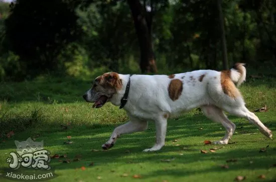 中亚牧羊犬拉稀怎么办 中亚牧羊犬拉稀便血急救措施1