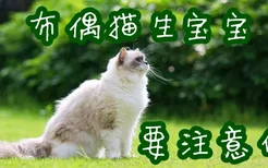 布偶猫生宝宝注意什么