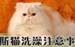 波斯猫洗澡注意事项