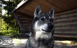 挪威猎鹿犬怎么训练翻滚 挪威猎鹿犬翻滚训练技巧