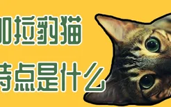 孟加拉豹猫的特点是什么