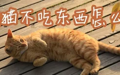 橘猫不吃东西怎么办