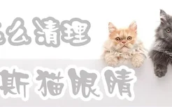 波斯猫眼睛怎么清理