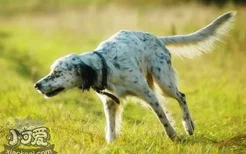 怎么训练英格兰雪达犬坐 英国雪达犬坐训练方法