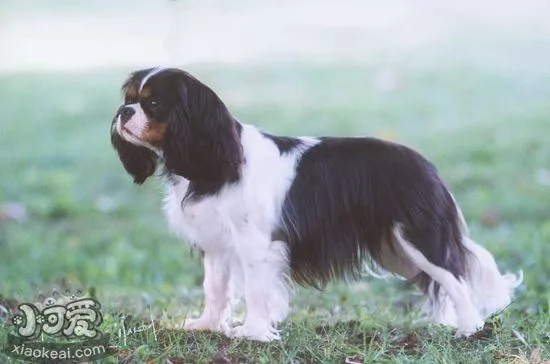 英国玩具猎鹬犬牙齿怎么护理 英国玩具猎鹬犬牙齿护理方法