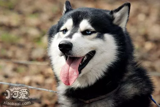 哈士奇母犬什么时候发情 母哈士奇发情期间护理心得1