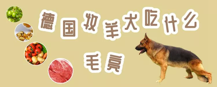 德国牧羊犬吃什么毛亮