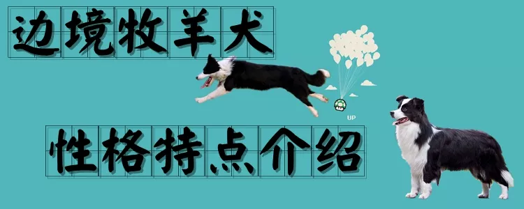 边境牧羊犬的性格特点介绍