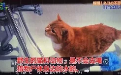 猫为什么不爱喝放在猫粮旁边的水？原来...