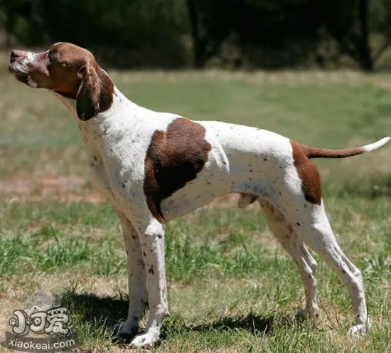 英国猎狐犬怀孕吃什么好 英国猎狐犬怀孕饮食注意事项