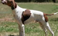 英国猎狐犬怀孕吃什么好 英国猎狐犬怀孕饮食注意事项