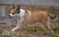 挪威伦德猎犬怎么训练 挪威伦德猎犬训练心得